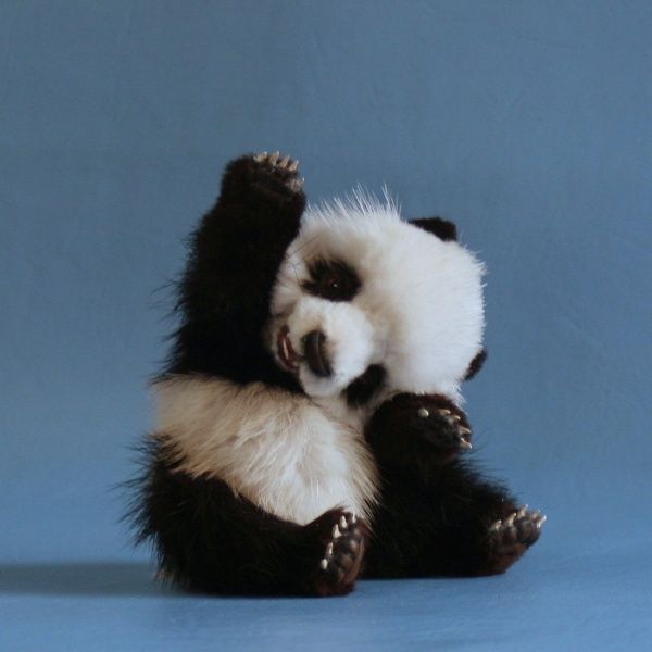 cute-panda-cub.jpg
