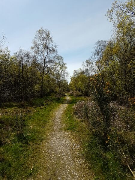 Wander in the woods